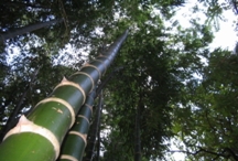 A sembrar bambú